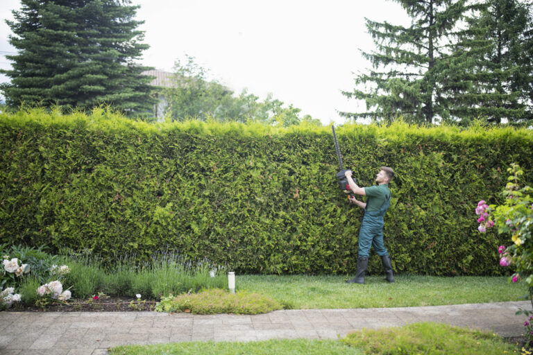 67 / 5.000 Een professionele tuinman snoeit een heg met een elektrische zaag.